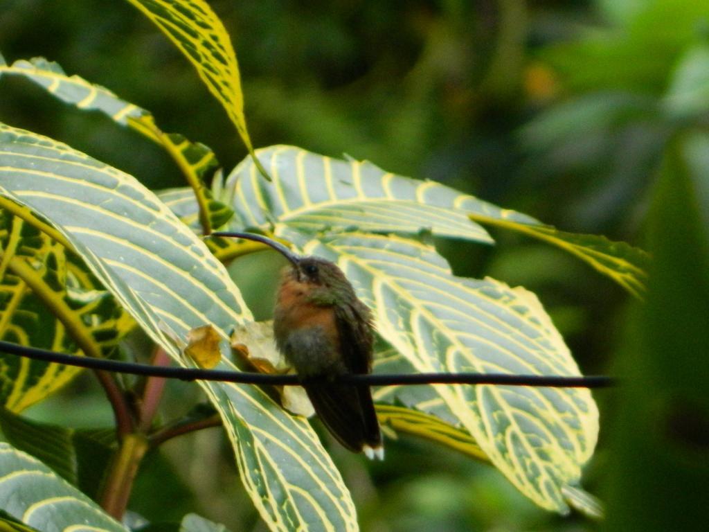 Bicho do Mato Suites Guapimirim Esterno foto